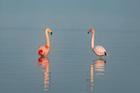 Pink Elegance: Flamingo's in the Mist