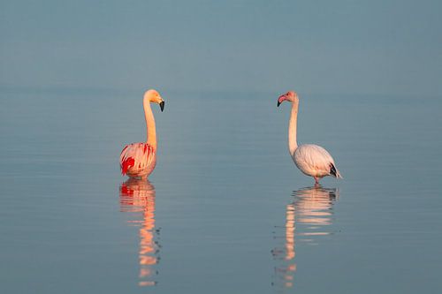 Élégance rose : des flamants dans la brume