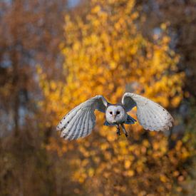 Kerkuil in de herfst van Kim Leen