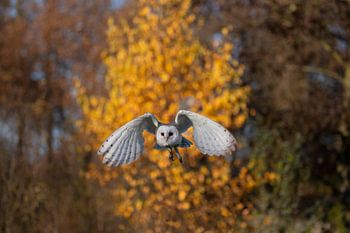 Barn owl in autumn