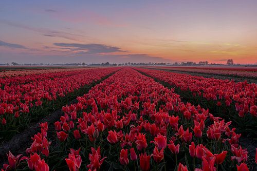 Bulb field at sunrise