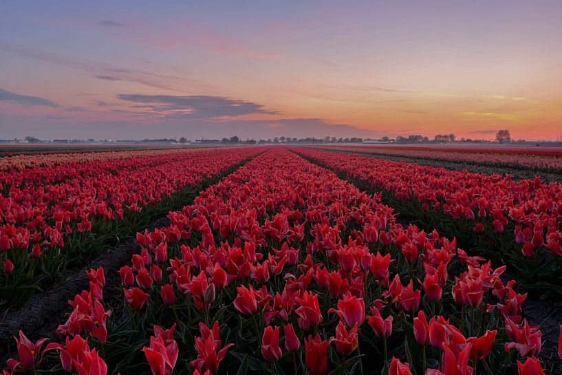Bulb field at sunrise by Carla Matthee