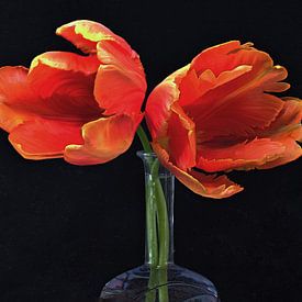 Tulipa von Bart Uijterlinde