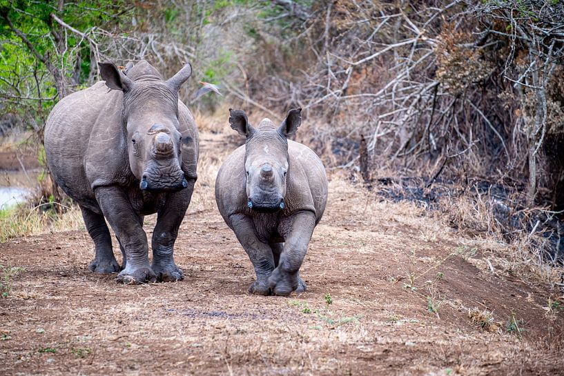 Mère et enfant - Rhino par Ineke Huizing