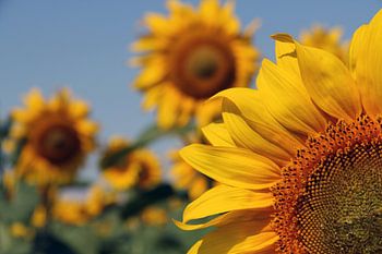 Zonnebloemen, Sunflowers, Tournesols, Sonnenblumen