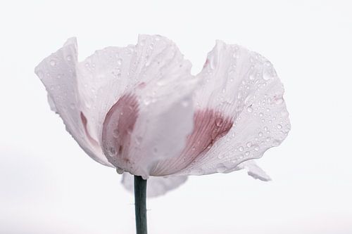 papaver met druppels