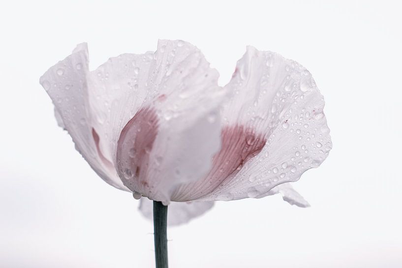 poppy with droplets by natascha verbij