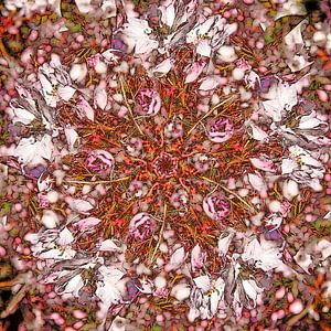 Apple Blossom