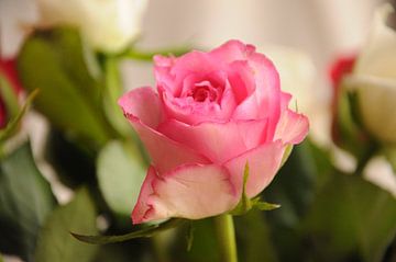 Roze roos van Sandra Vermeer