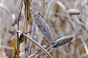 Hirse auf dem Acker