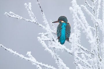 IJsvogel in winter, Alcedo Atthis van Gert Hilbink