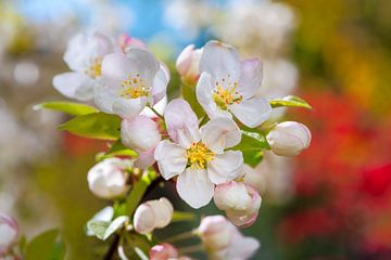 Apfelblüten von ManfredFotos