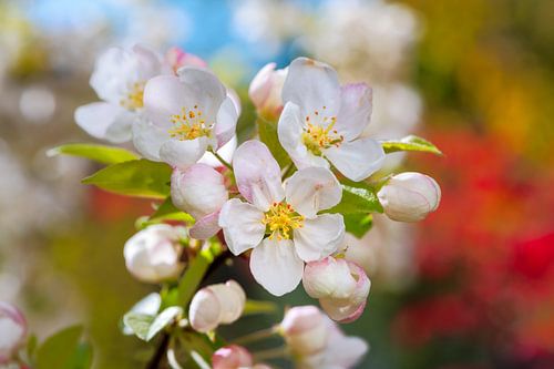 Fleur de pommier