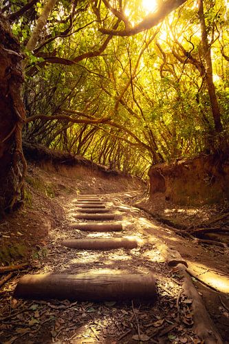 Hiking trail in Anaga Mountains Tenerife