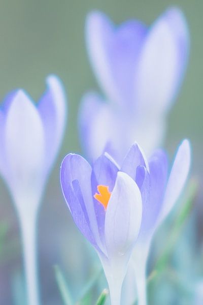 Frühling &amp; Blumen von Nicole Geerinck