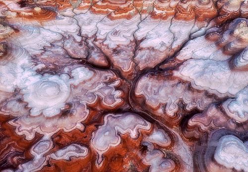 A Tree in the Desert