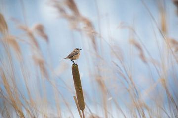 Froid sur Sander Meertins