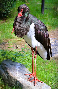 Cigogne noire