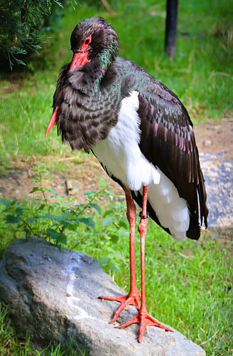Schwarzer Storch