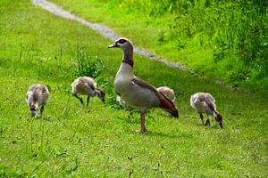 Nile goose with young