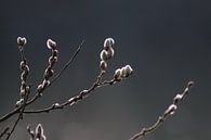 Salix, Katje. von John Kerkhofs Miniaturansicht