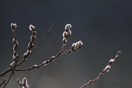 Salix, Katje.