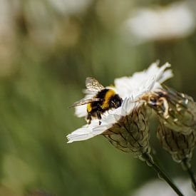 Honingbij op witte strobloem van Sandra van Kampen
