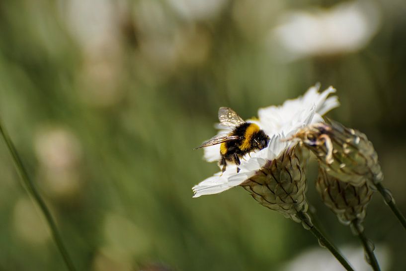 Honingbij op witte strobloem par Sandra van Kampen
