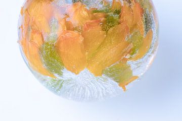 Ranunculus in crystal clear ice ball by Marc Heiligenstein