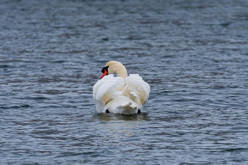Knobbelzwaan van Merijn Loch