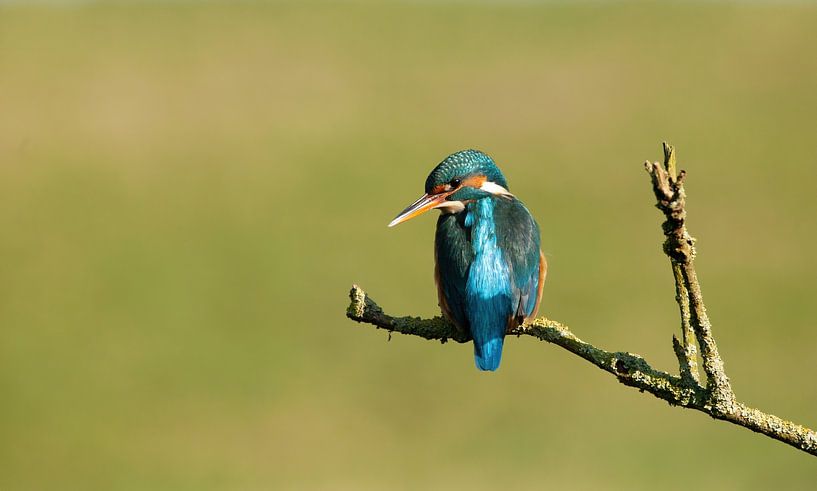Martin-pêcheur par Corrie Post