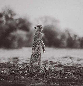 Stokstaart in de Kalahari van Namibië, Afrika van Patrick Groß