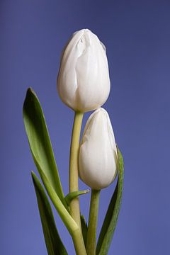 Samen: een portret van twee witte tulpen (blauwe achtergrond) van Marjolijn van den Berg