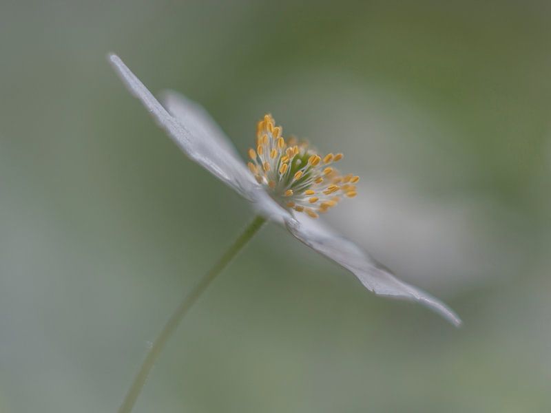 Bosanemoon von Esther Bakker-van Aalderen
