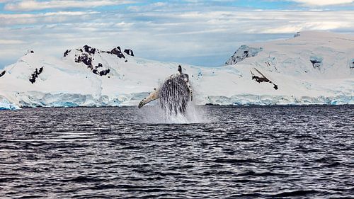 Bultruggen op Antarctica