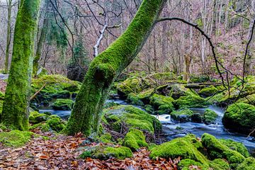 Grüne Natur in einem Wald mit Bach