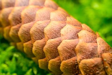 Tannenzapfen und grünes Moos auf dem Waldboden von Sjoerd van der Wal Fotografie
