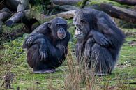 Twee chimpansees, oud en jong van Joost Adriaanse thumbnail