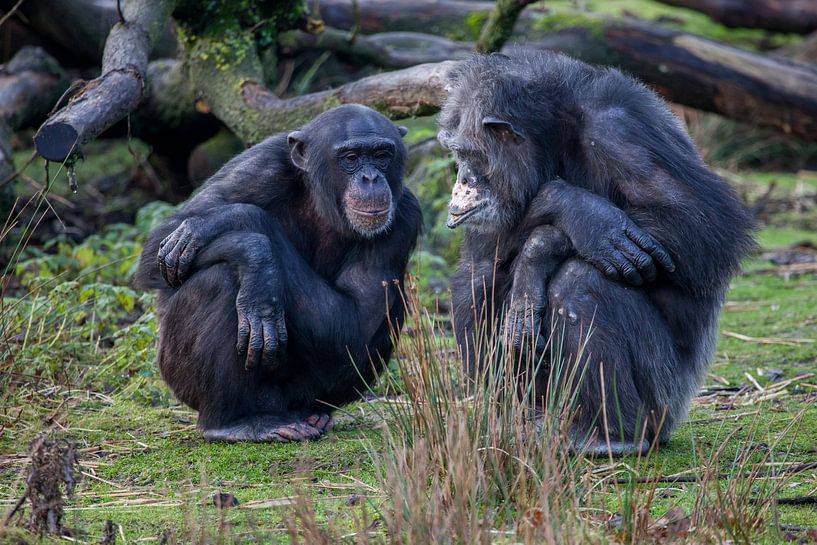 Twee chimpansees, oud en jong van Joost Adriaanse