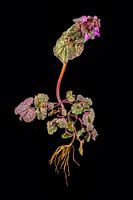 Deadnettle