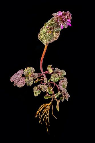 Deadnettle