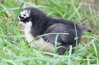 5 Tage altes schwedische Blumenhuhnküken im Gras