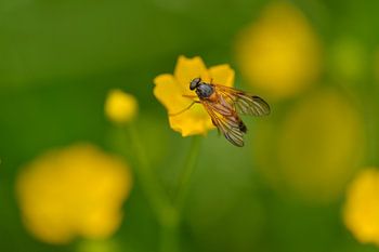 Schwarzfüßige Schnepfenfliege