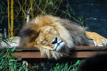 Slapende leeuw