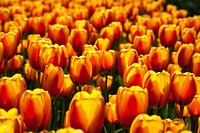 Tulpen