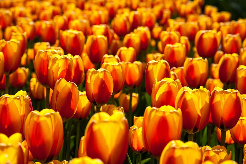 Tulips by Marc Arts