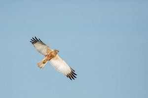 Un busard brun volant.