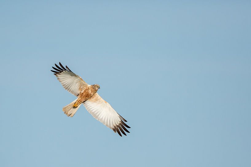 Fliegende Rohrweihe. von Erik de Rijk