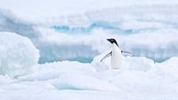 Adelie-Pinguin (Pygoscelis adeliae) steht mit ausgebreiteten Flügeln auf dem Eis von Nature in Stock Miniaturansicht