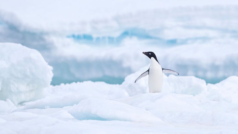 Adelie-Pinguin (Pygoscelis adeliae) steht mit ausgebreiteten Flügeln auf dem Eis von Nature in Stock